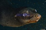 Terrestres et Lions de Mer - Sea lions